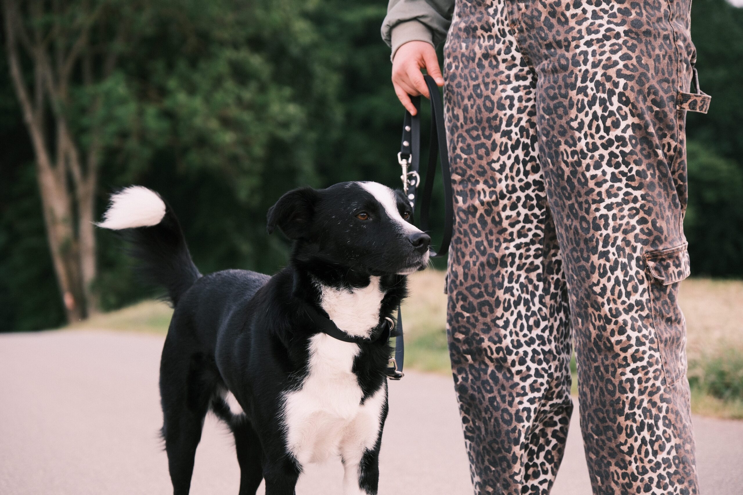 Hundetrainer*in Kiel Einzeltraining mit rumänischem Tierschutzhund