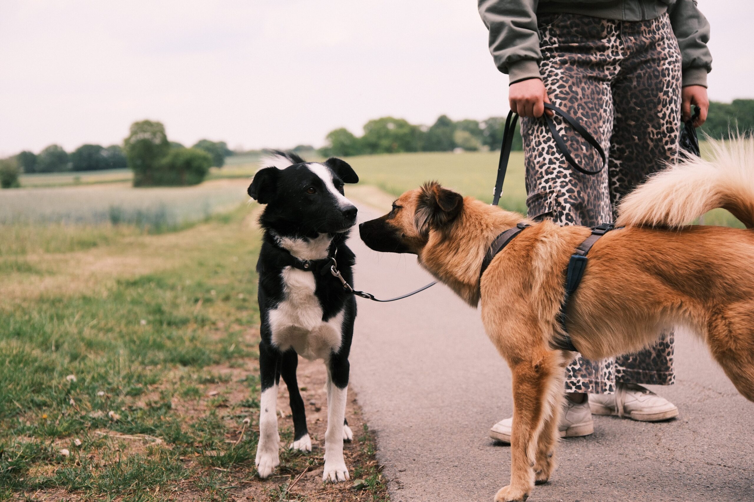 Hundebegegnung Hundetraining Kiel