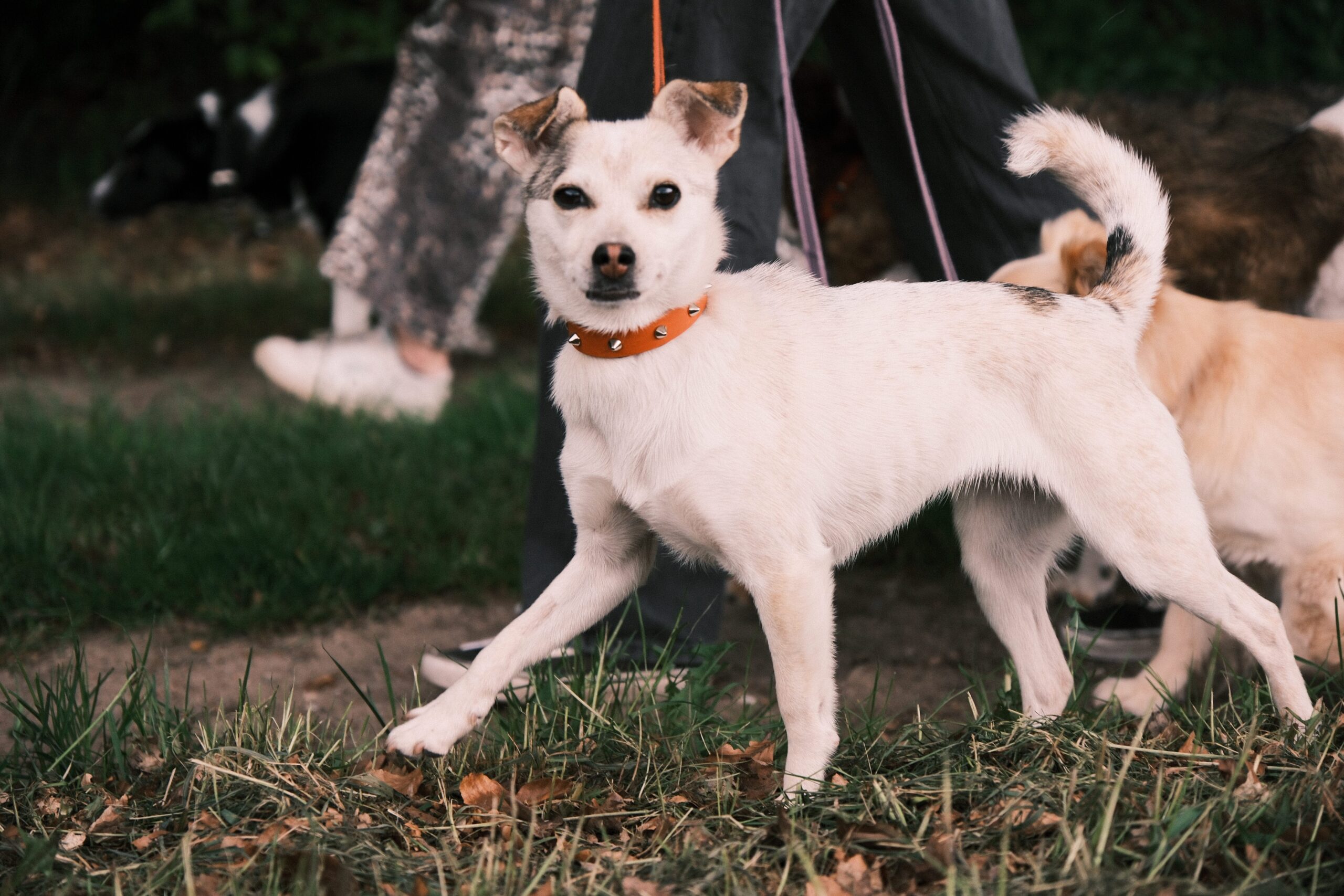 Hundetraining Kiel mit Hund aus dem Auslandstierschutz
