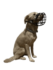 maulkorbberatung kiel kleiner hund