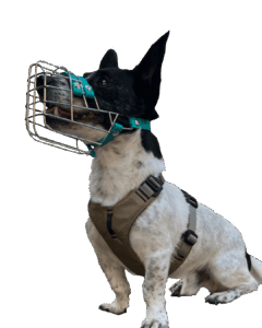 maulkorbberatung kiel terrier