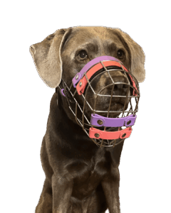 maulkorbberatung labrador
