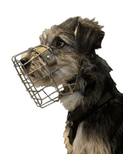 maulkorbberatung tieschutzhund