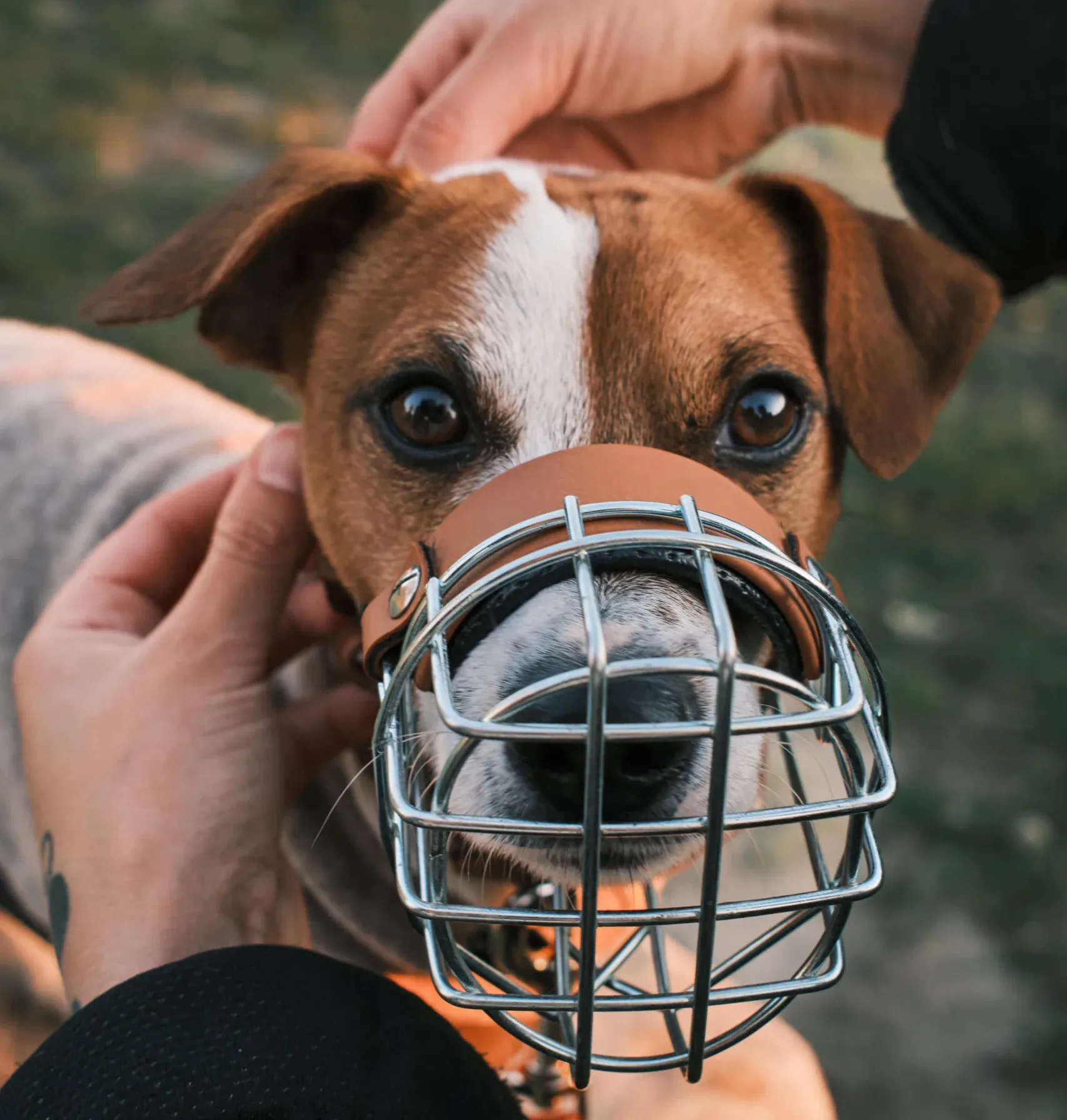 Jack Russell Terrier in der Maulkorbberatung Kiel