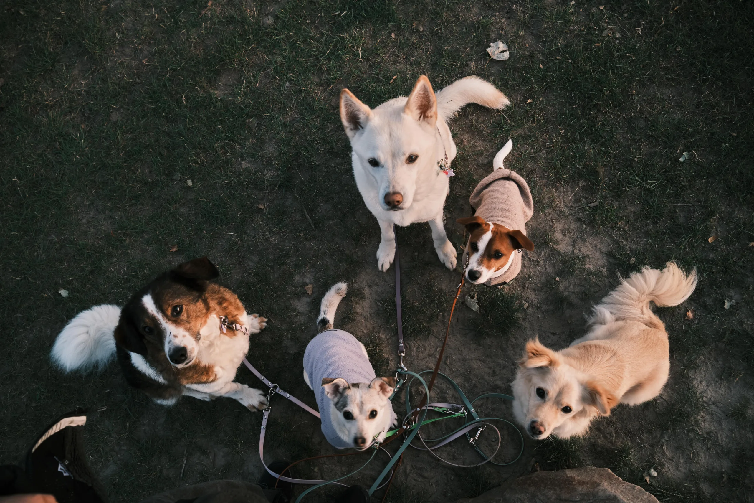 Tierschutzhund, Terrier, Mischlingshunde in der Hundeschule