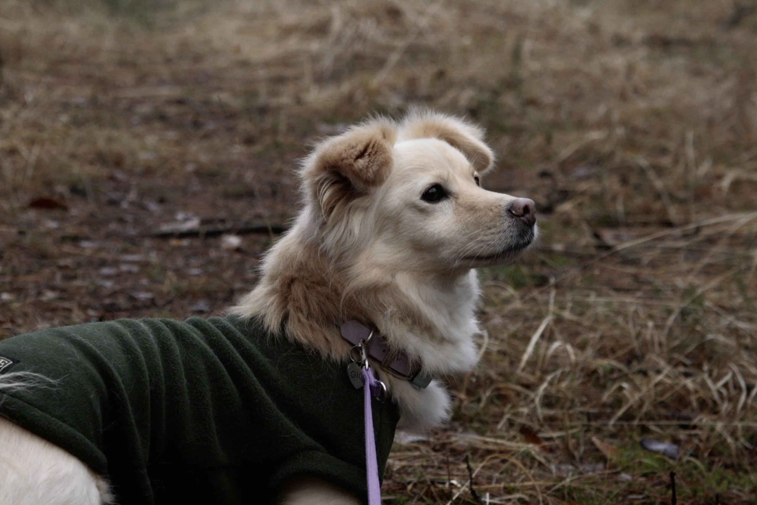 Rumänischer Tierschutzhund in der Hundeschule Kiel