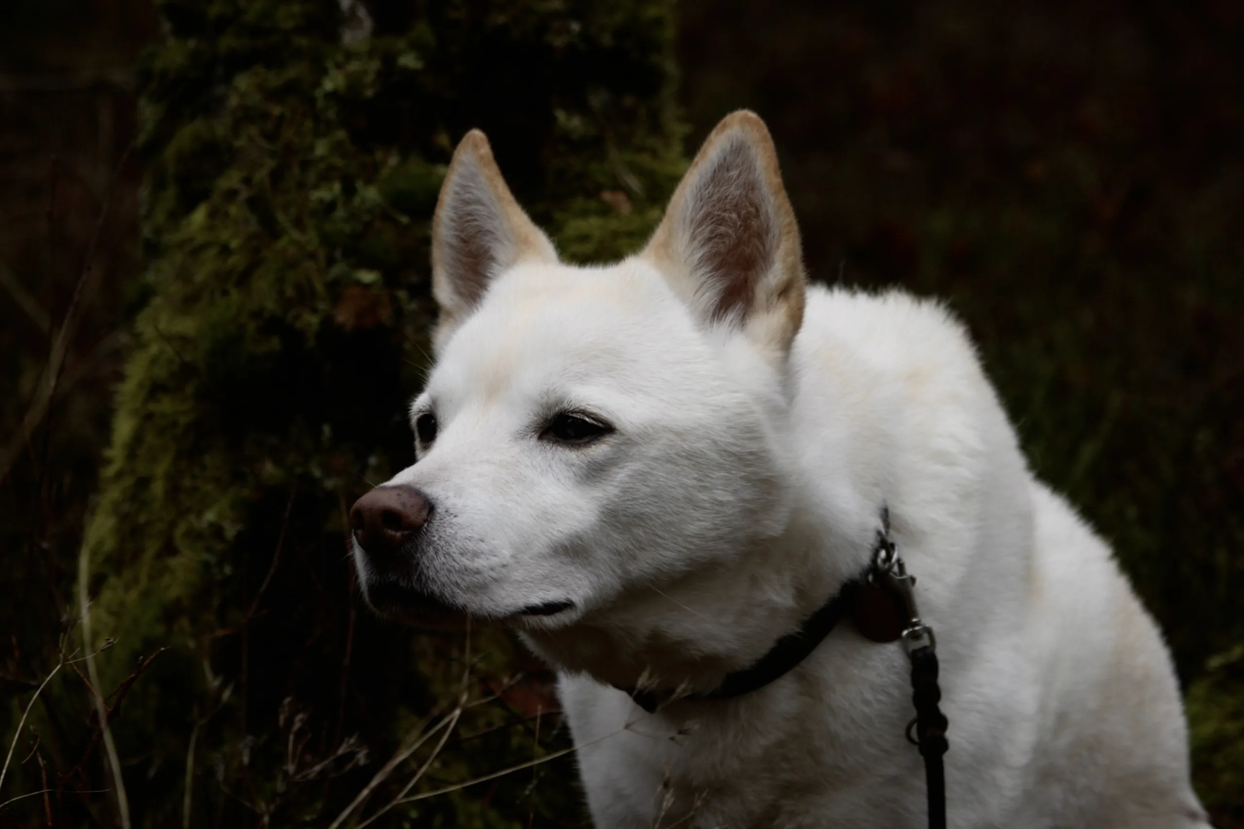 Husky im Hundetraining Kiel