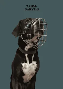 Maulkorbberatung Kiel Mischlingshund