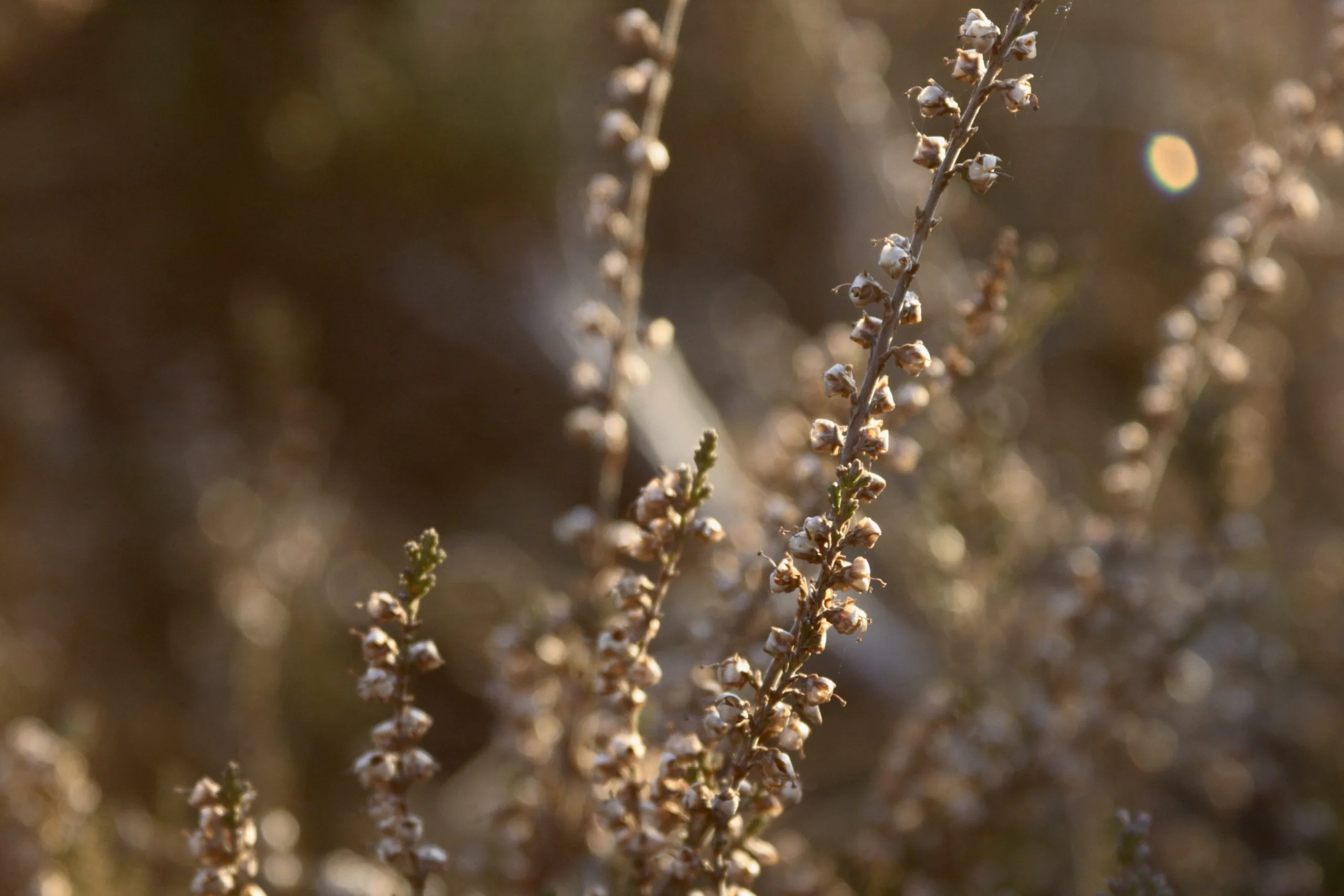 Hundetraining und Achtsamkeit für Hundehalter*innen in Kiel