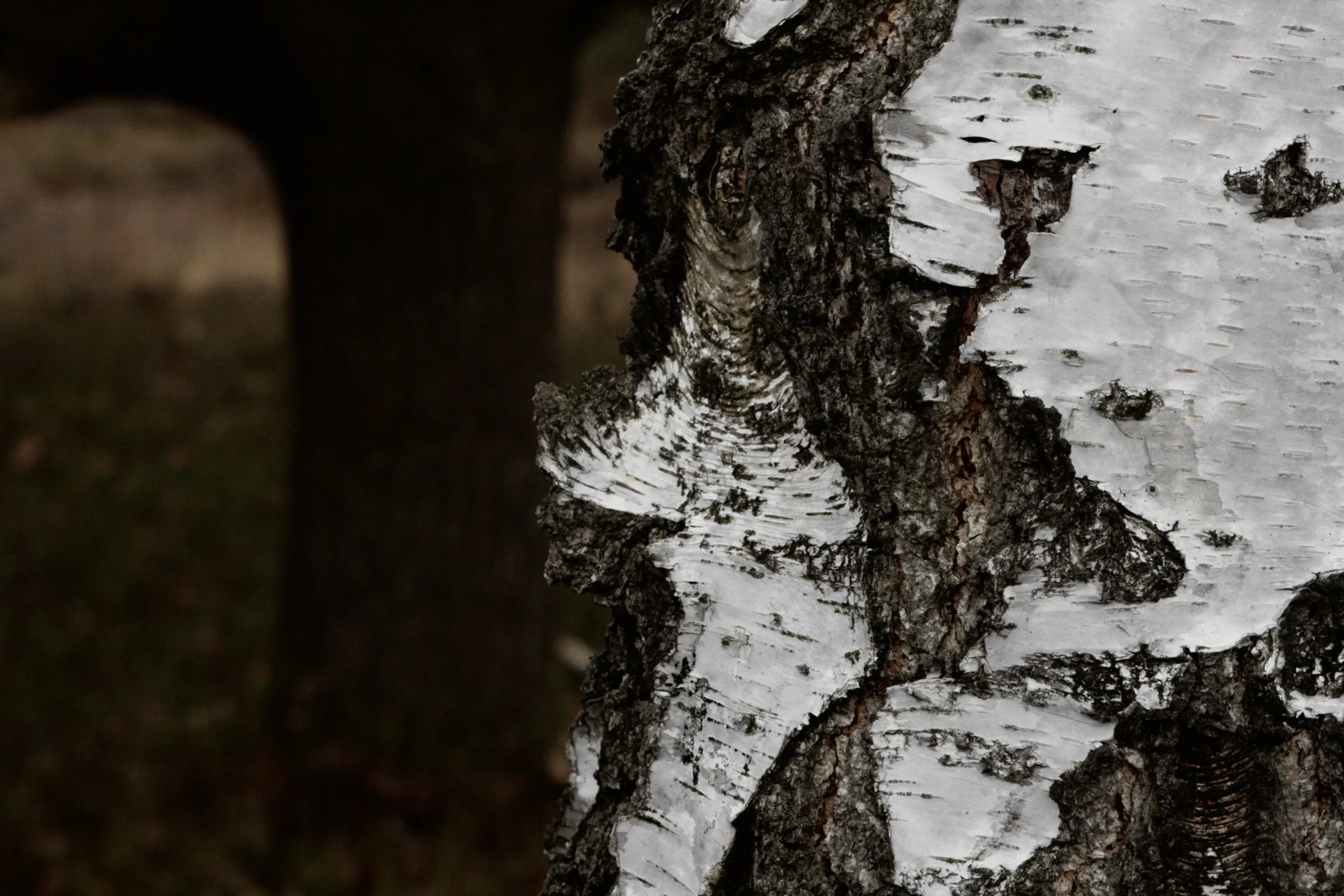 Waldbaden für Hundehalter*innen in der Hundeschule Kiel