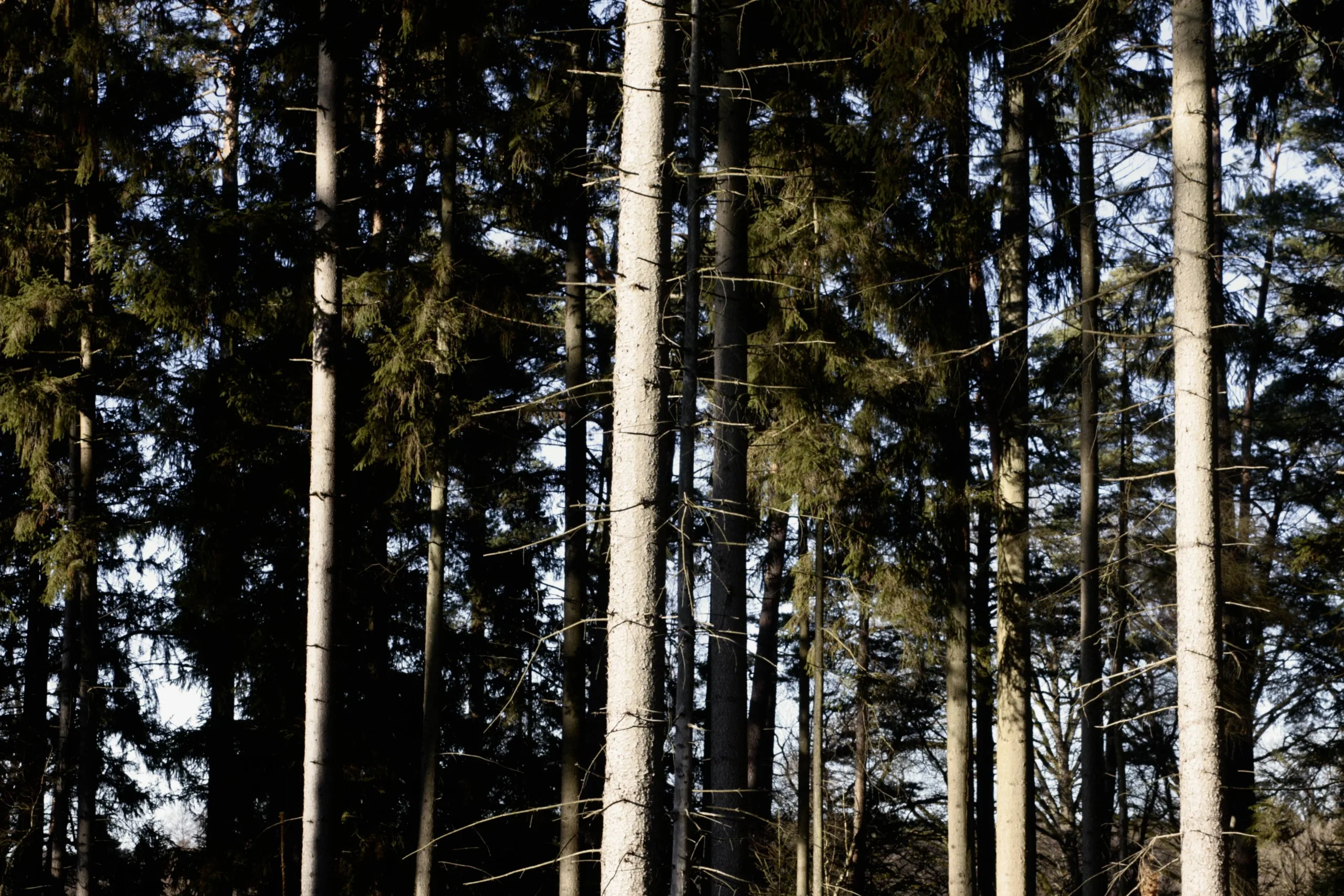 Abbildung von Bäumen beim Waldbaden mit Hund in Kiel