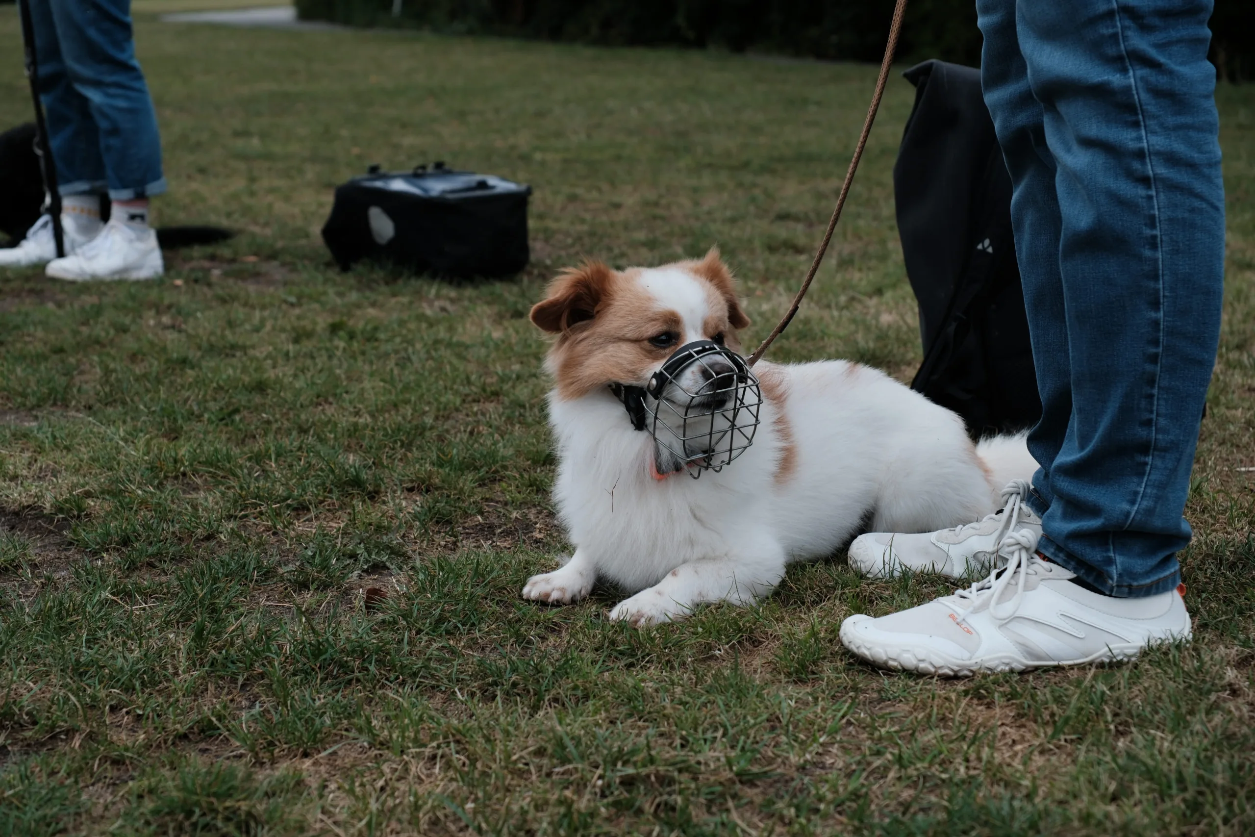 Alltagstraining, auch für Junghunde, ängstliche Hunde, aggressive Hunde und Tierschutzhunde
