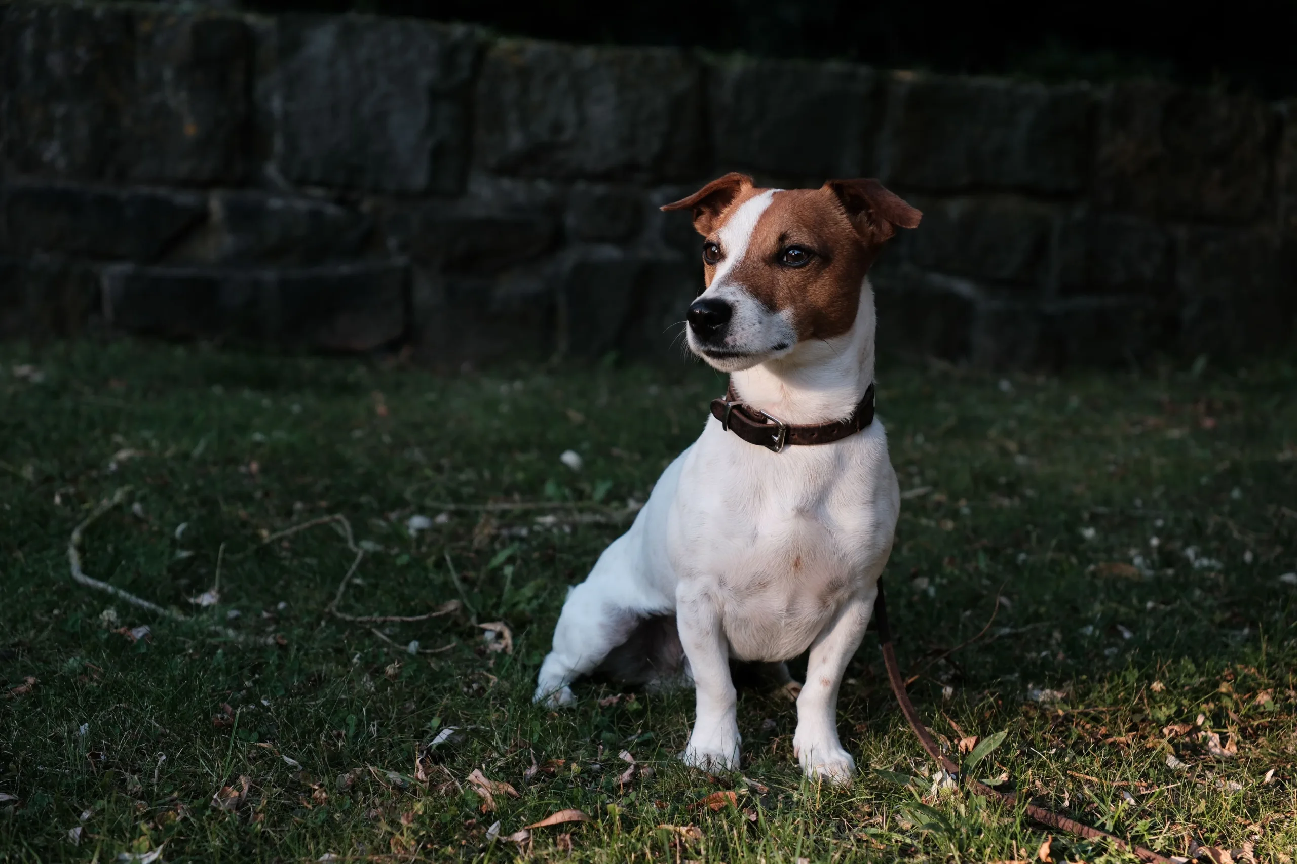 Mobiles Hundetraining Kiel