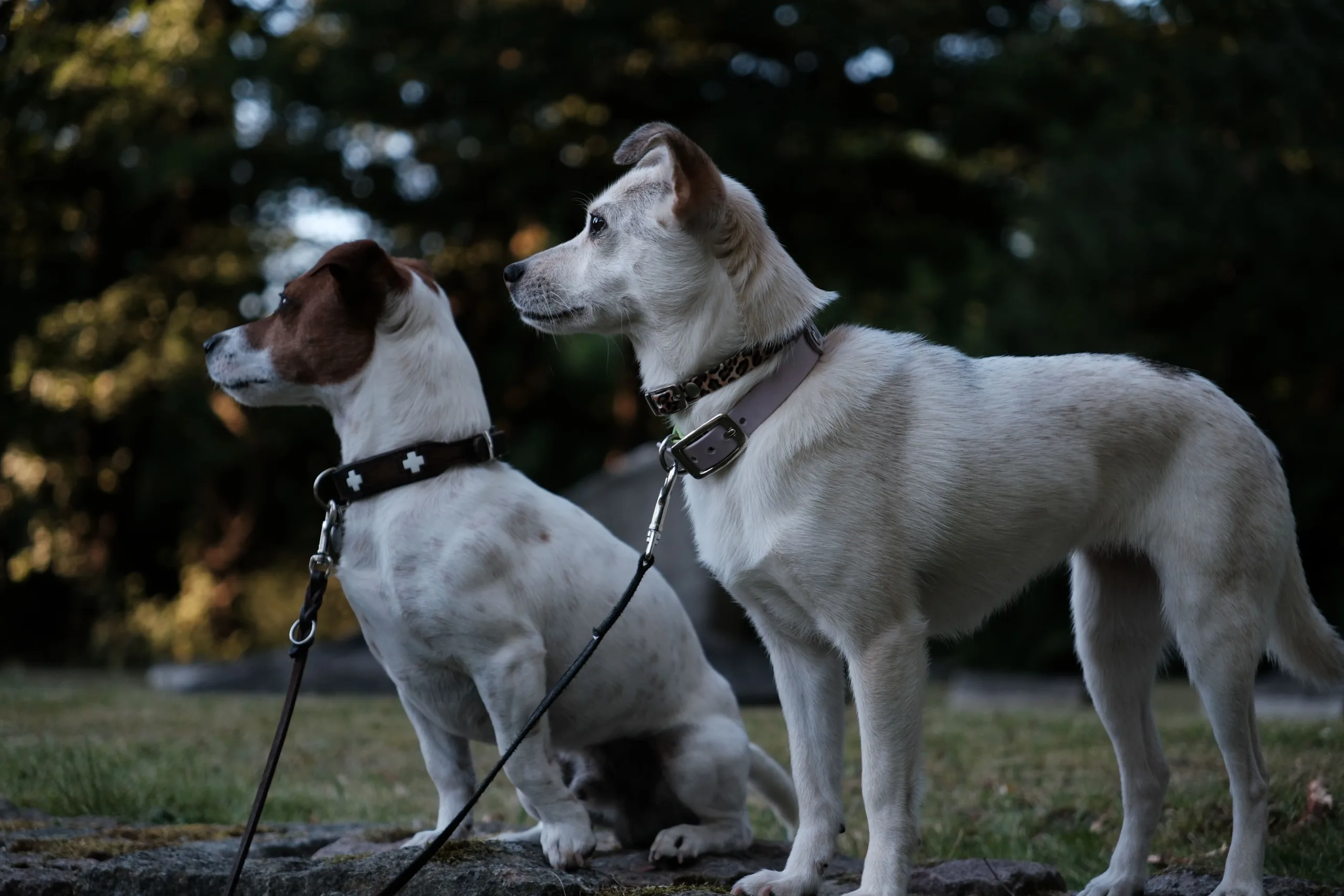 Kleiner Tierschutzhund und Jack Russell Terrier beim Hundetraining in Kiel