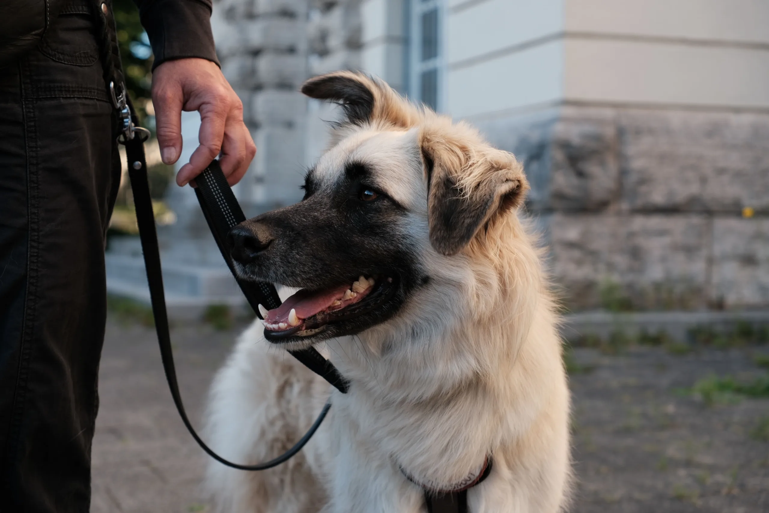 Rumänische Tierschutzhündin beim Einzeltraining in Kiel